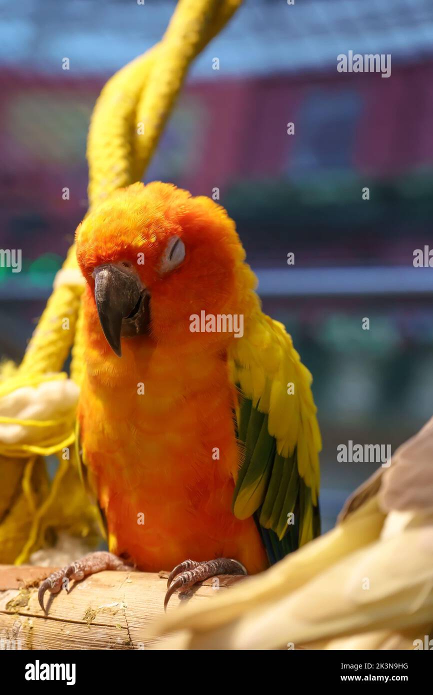 Parrots standing sleep on the timber Stock Photo Alamy