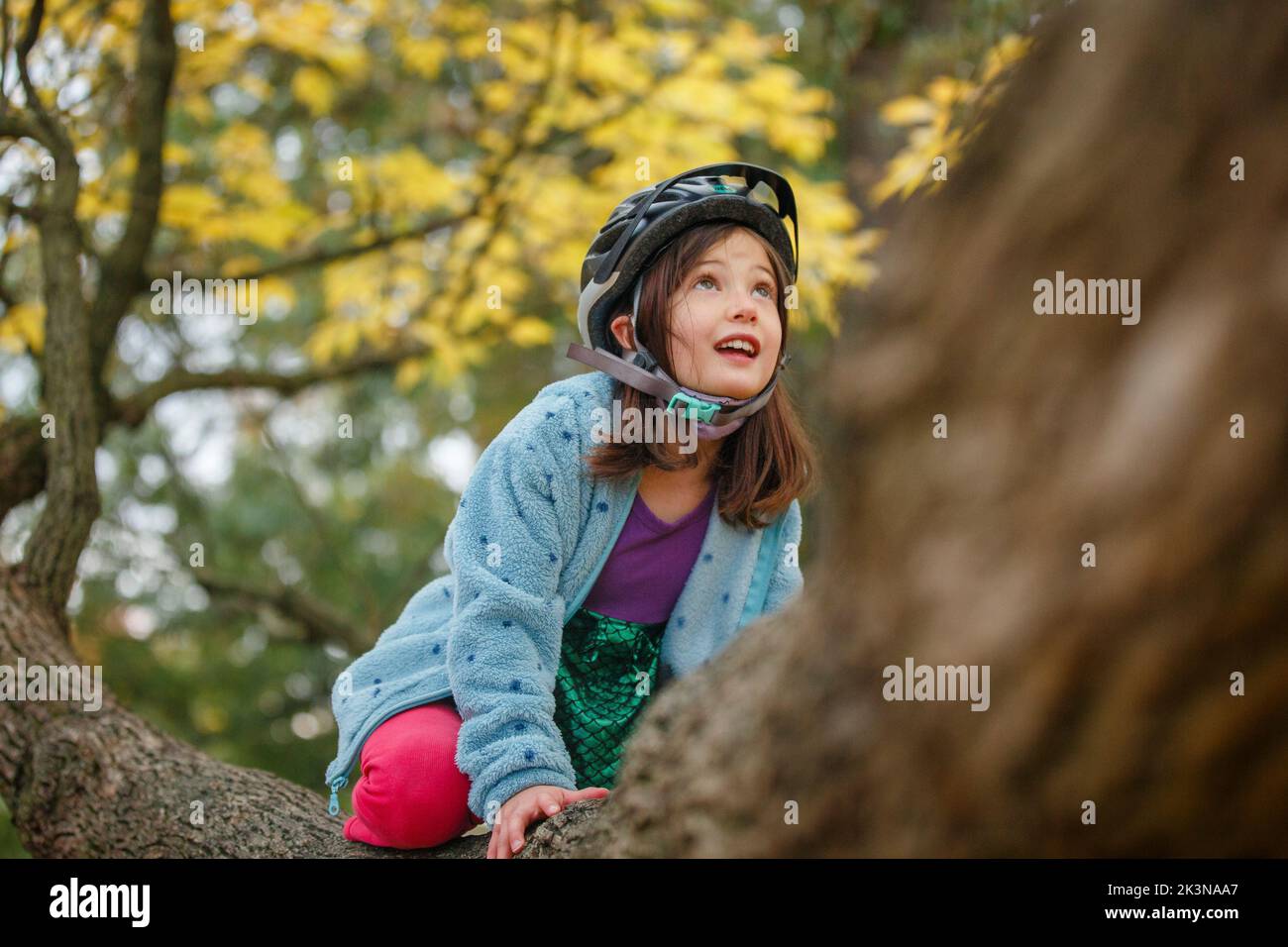 A small girl with bike helmet climbs a large tree in autumn Stock Photo
