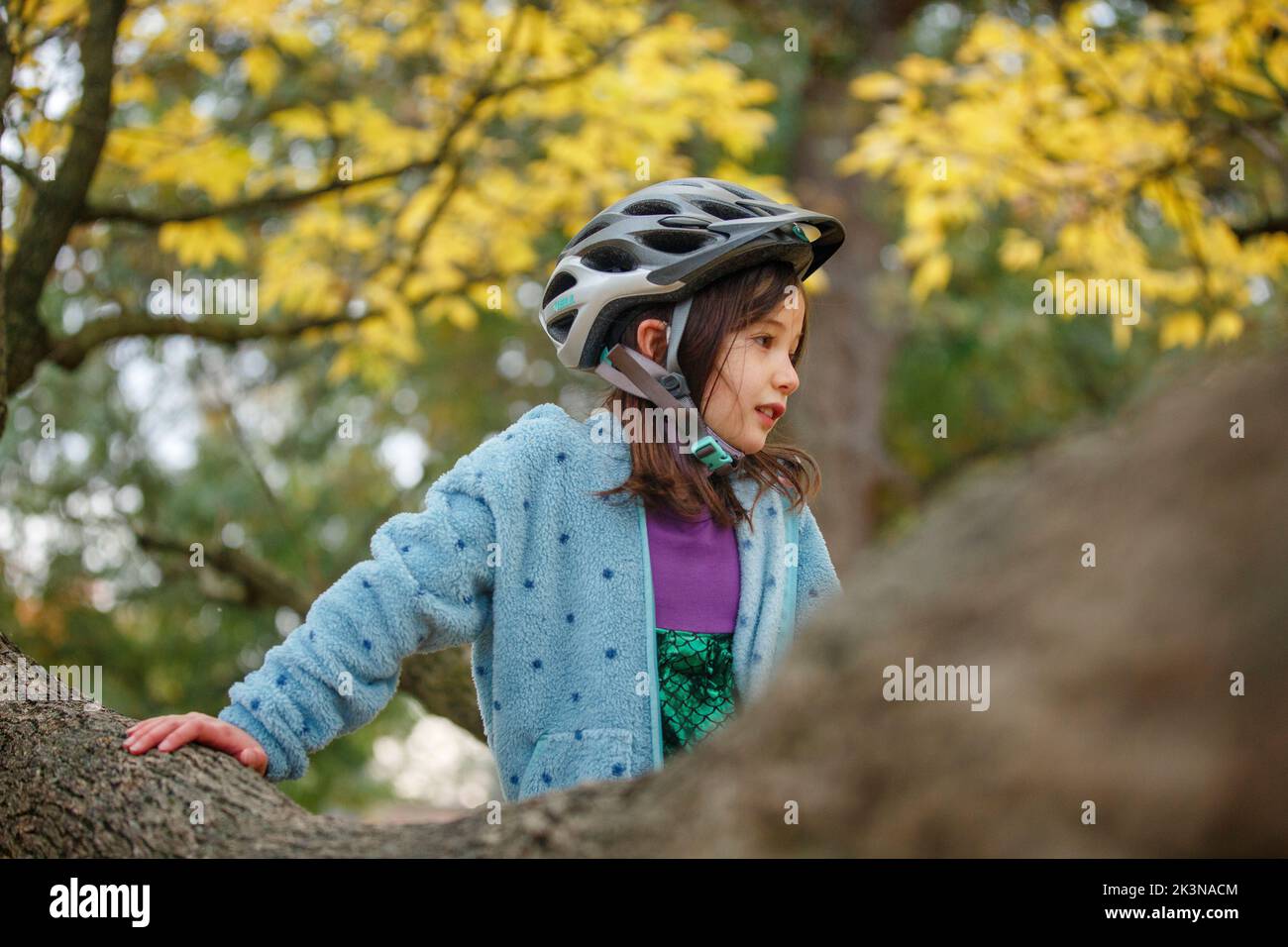 A little girl in bike helmet climbs a tree in autumn Stock Photo