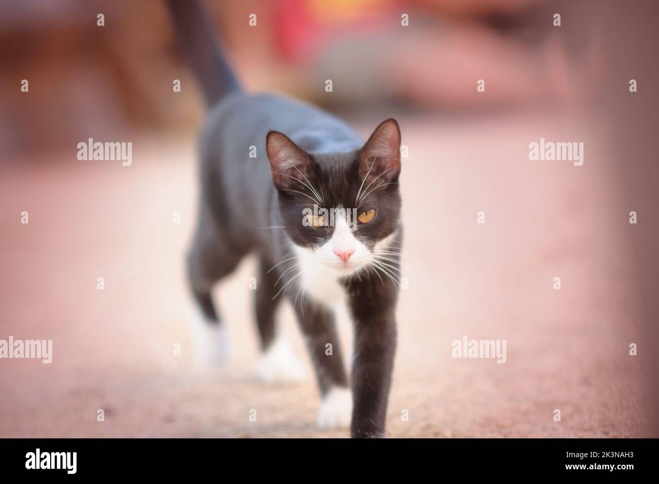 A Black and White Cat Walking on Gravel Stock Photo - Alamy