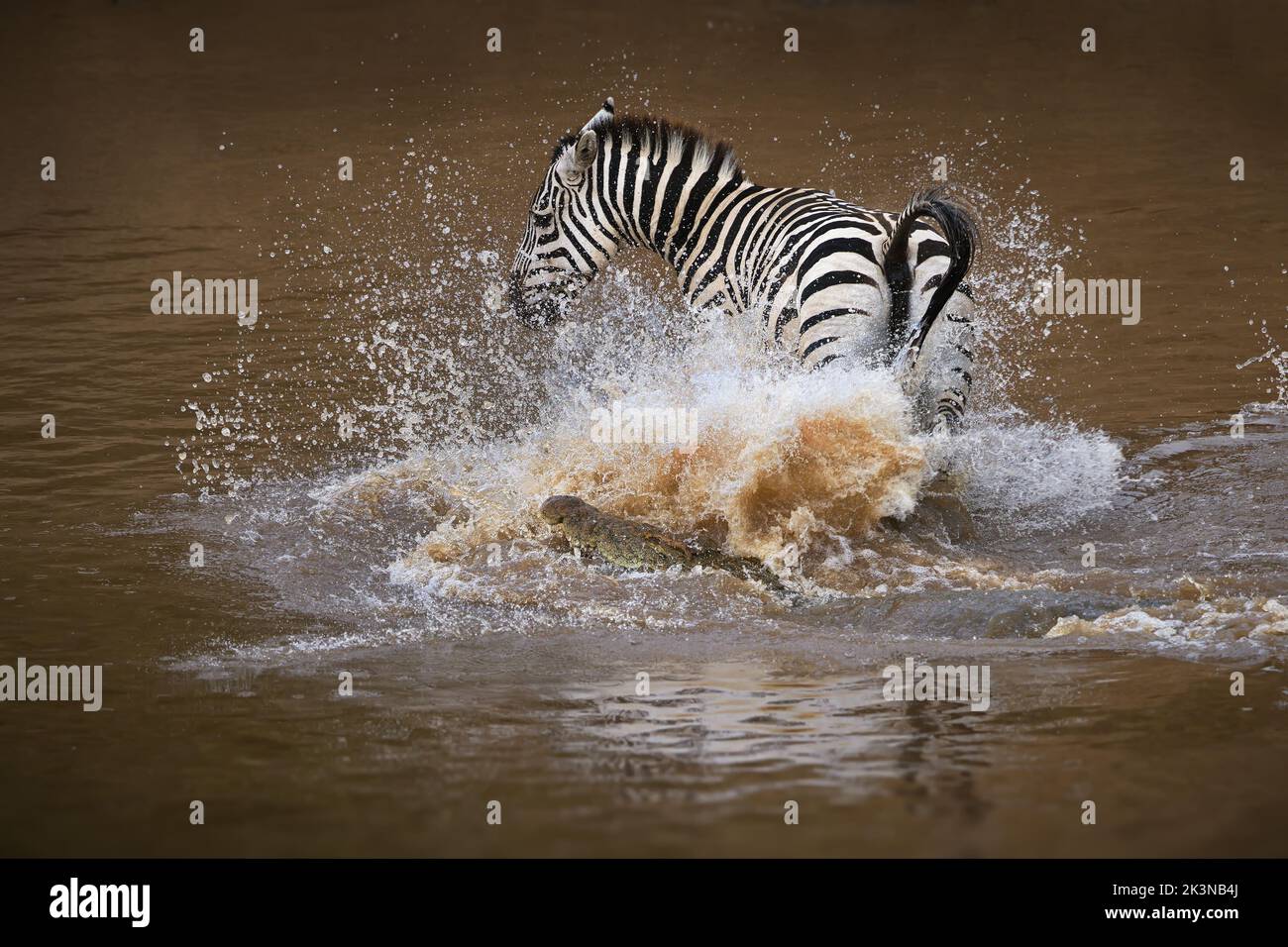A zebra captured jumping in a waterhole and splashing water Stock Photo