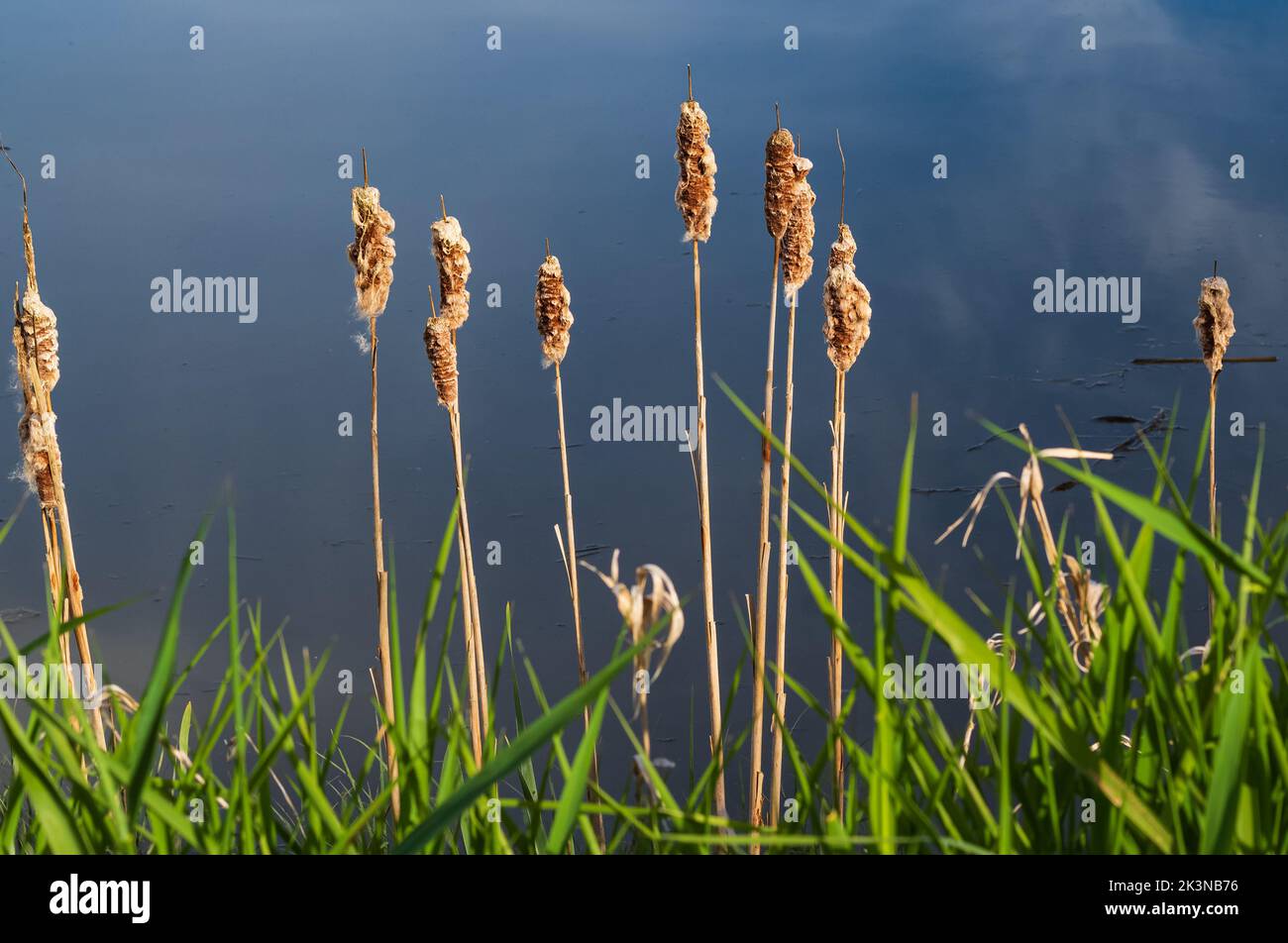 Reed mace, bulrush marsh cane. Faded Typha latifolia. Typha is a genus of about 30 species of monocotyledonous flowering plants in the family Typhacea Stock Photo