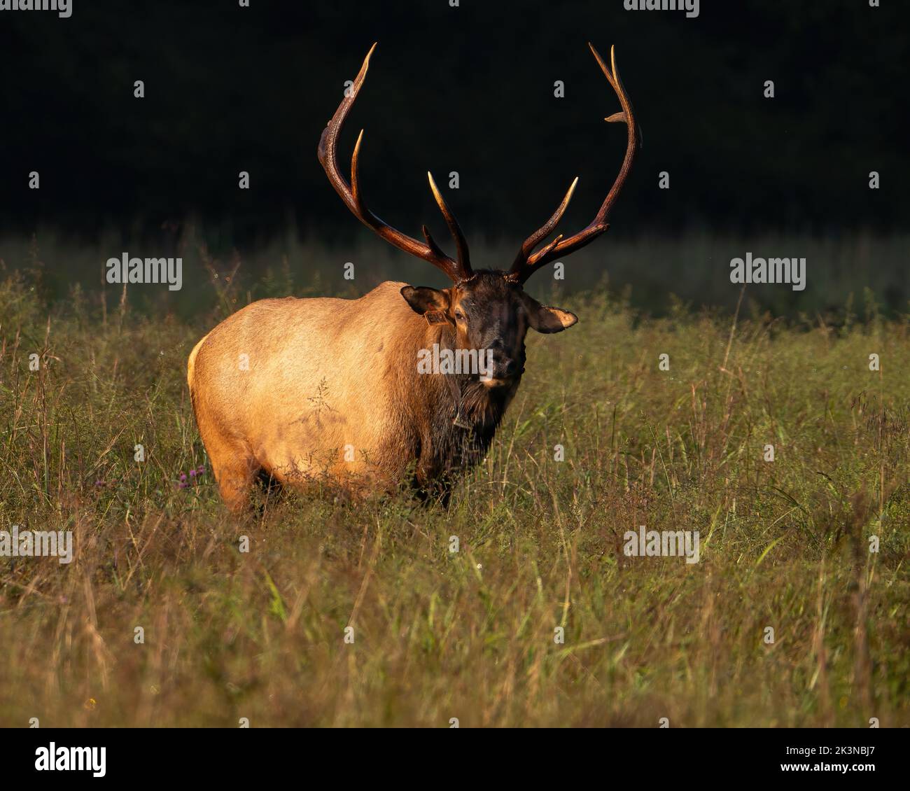A Rocky Mountain Bull Elk Stock Photo