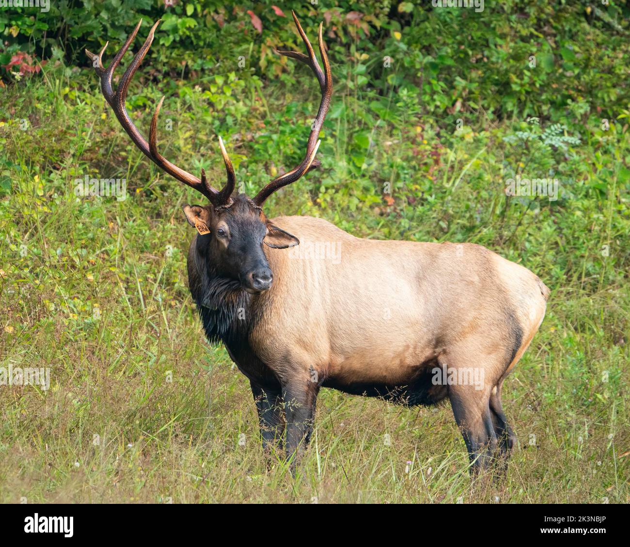 A Rocky Mountain Bull Elk Stock Photo