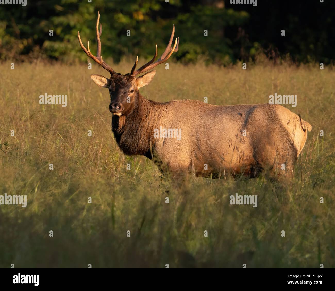 A Young Rocky Mountain Elk Stock Photo
