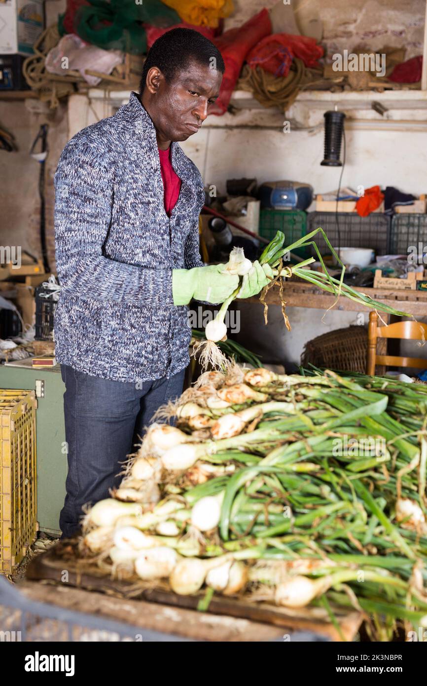 Worker peeling onion hi-res stock photography and images - Alamy