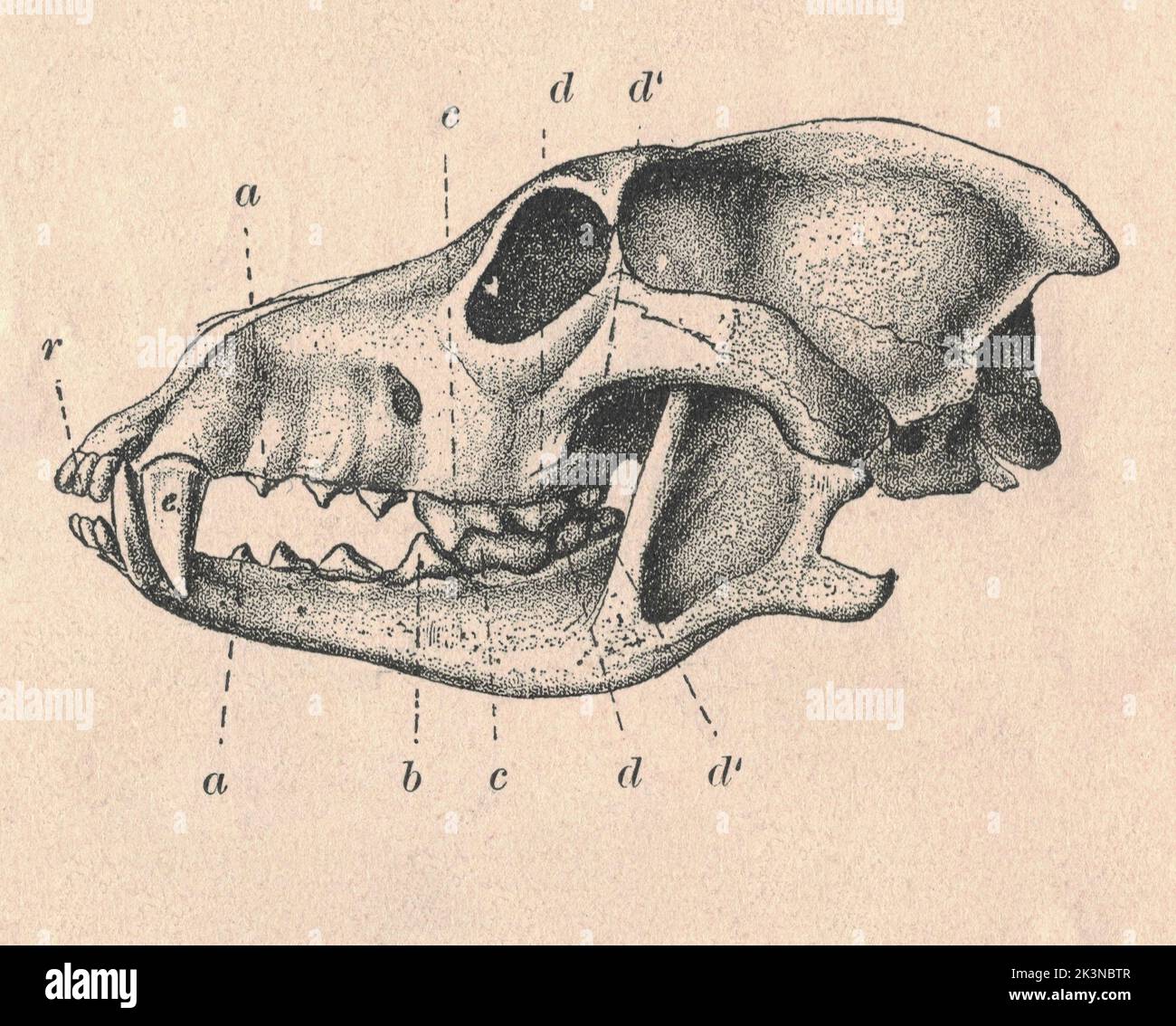 Antique engraved illustration of the wolf cranium (Canis lupus