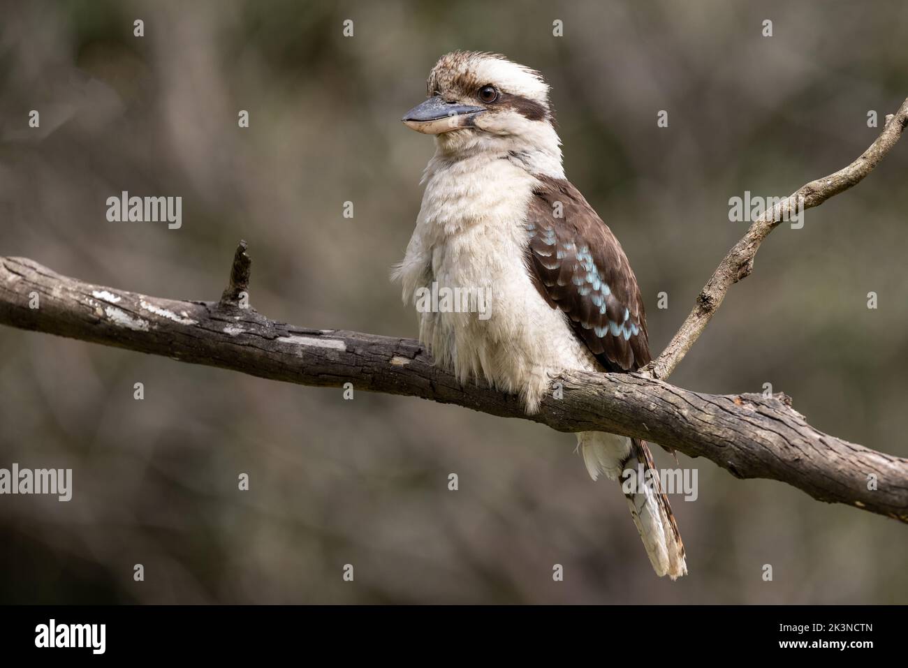 Laughing Kookaburra perched on tree branch Stock Photo