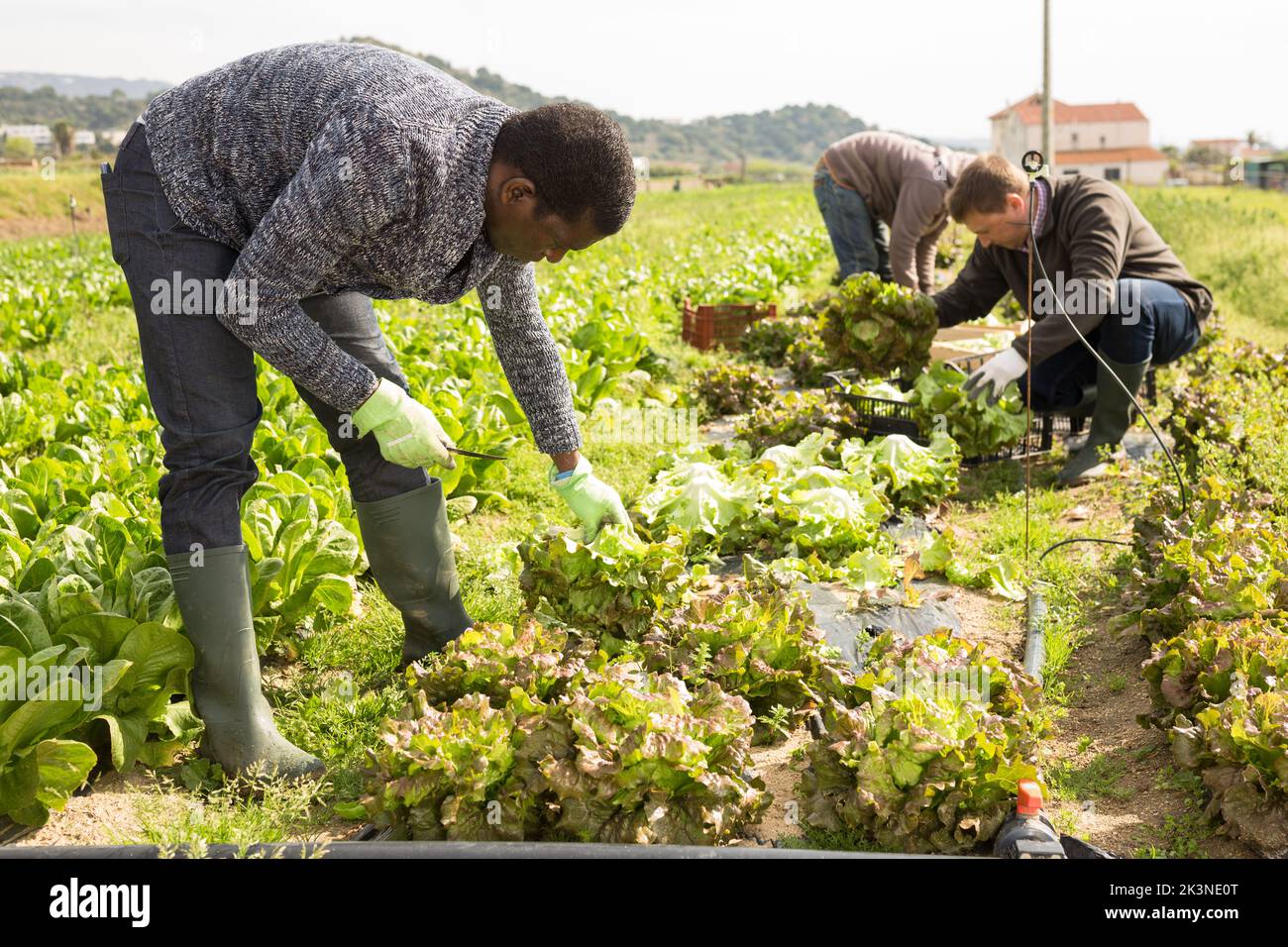 Farmers harvesting leaf lettuce Stock Photo Alamy