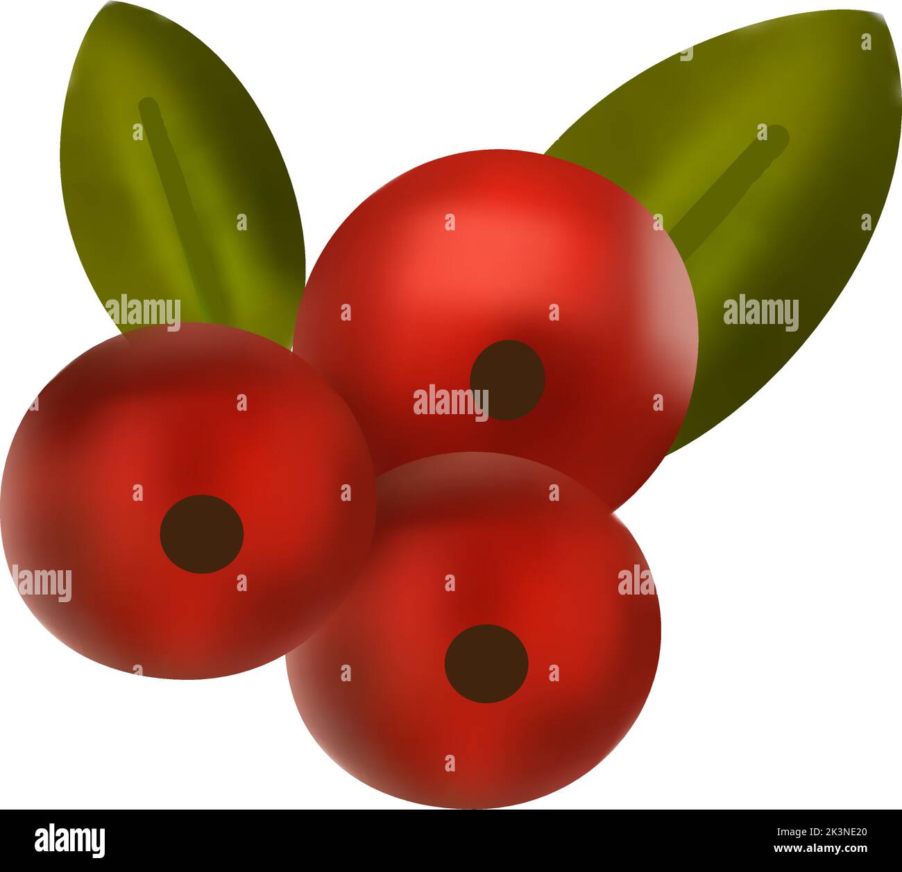 Christmas berry 3d vector floral holy berry red simple plant.  Stock Vector