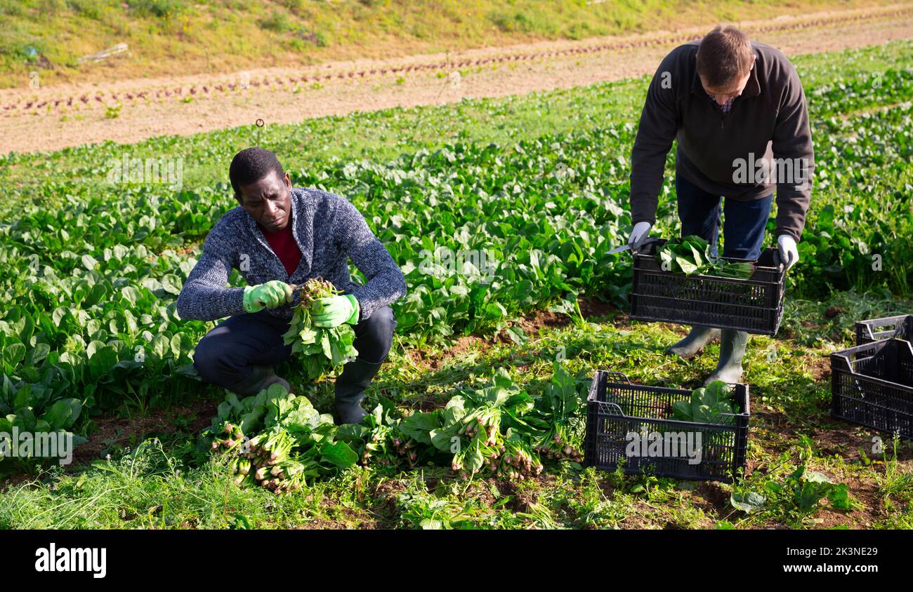Workmen cutting spinach on farm field Stock Photo