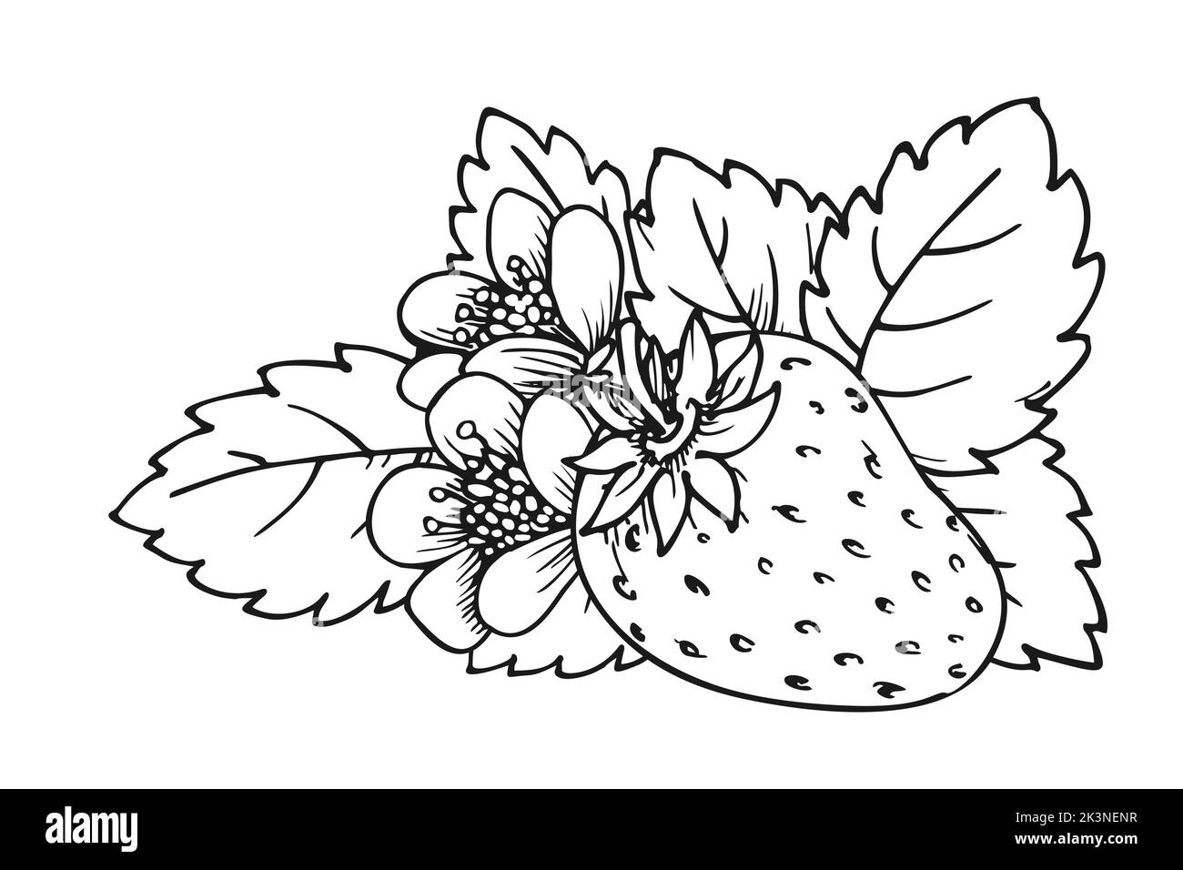 Whole ripe strawberry coloring book page. Flowering bush with single berry flowers and leaves. Wild forest berries. Tasty sweet fruit. Realistic juicy strawberries black white hand drawn sketch Stock Vector