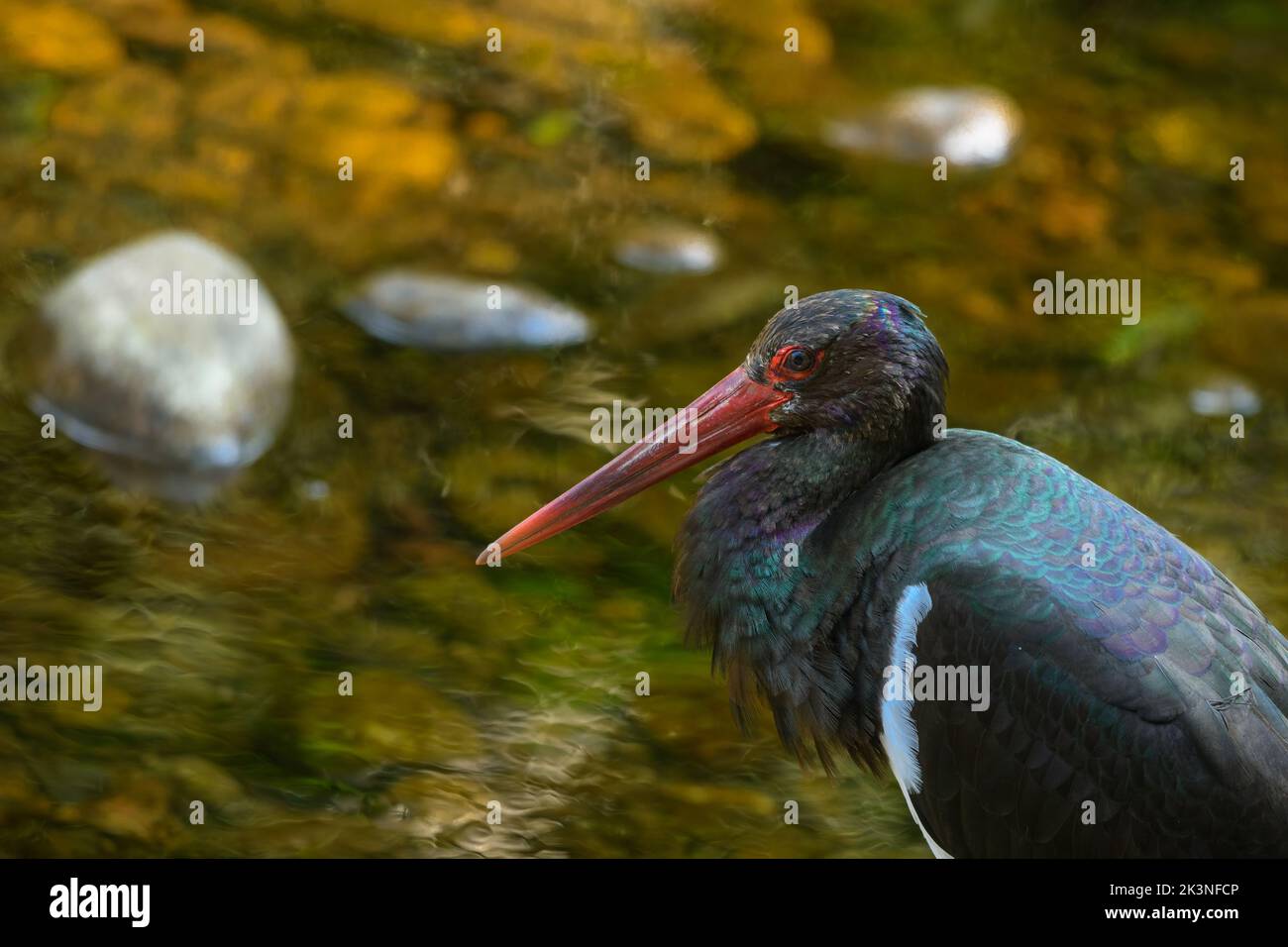 Portrait of a black stork resting by the side of a stream during winter months Stock Photo