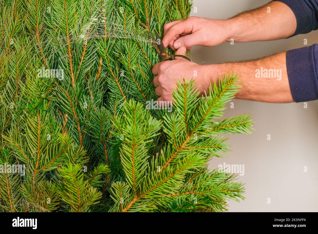 Installing a christmas tree hi-res stock photography and images - Alamy