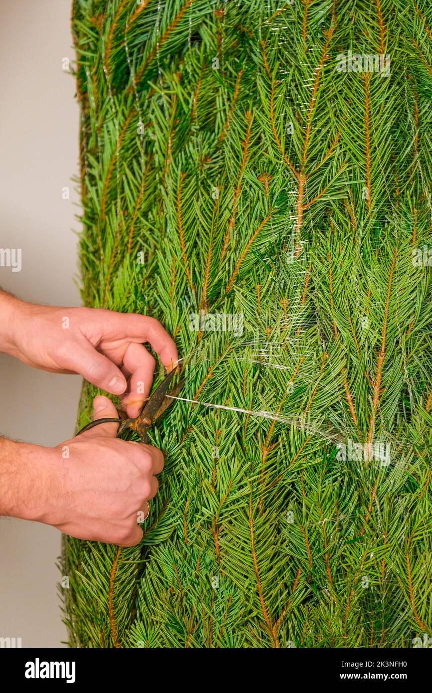 Christmas Holiday traditions.Christmas tree unpacking.wrapped tree. hands cut the mesh on the 