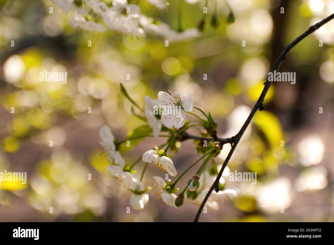Defocus fresh spring branches of cherry tree with flowers, natural floral seasonal easter background. Beautiful blossoming tree. Bokeh. Abstract banne Stock Photo