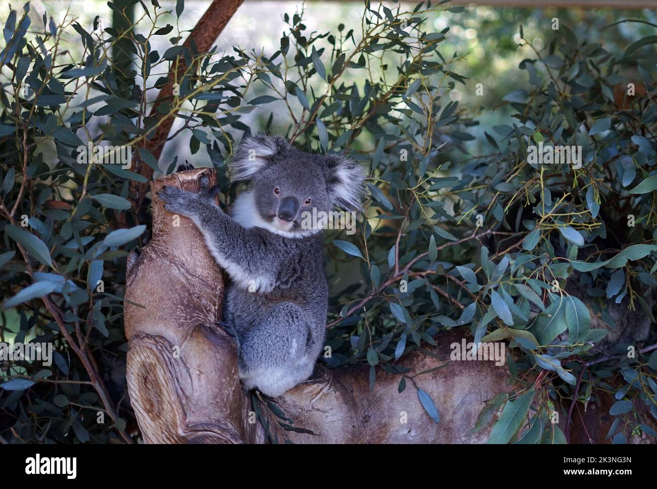Koala western australia hi-res stock photography and images - Alamy