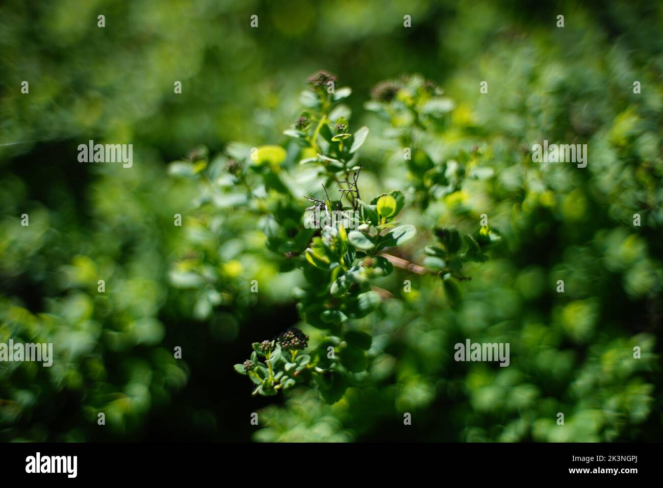 A closeup shot of small green leaves on the tree Stock Photo - Alamy