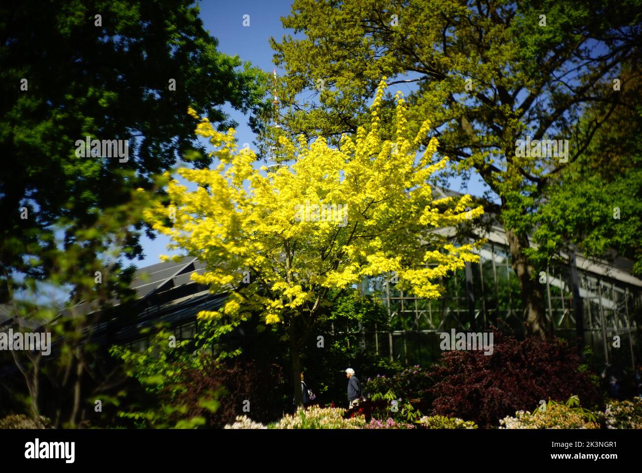 A yellow Forsythia flowering plant in the garden Stock Photo