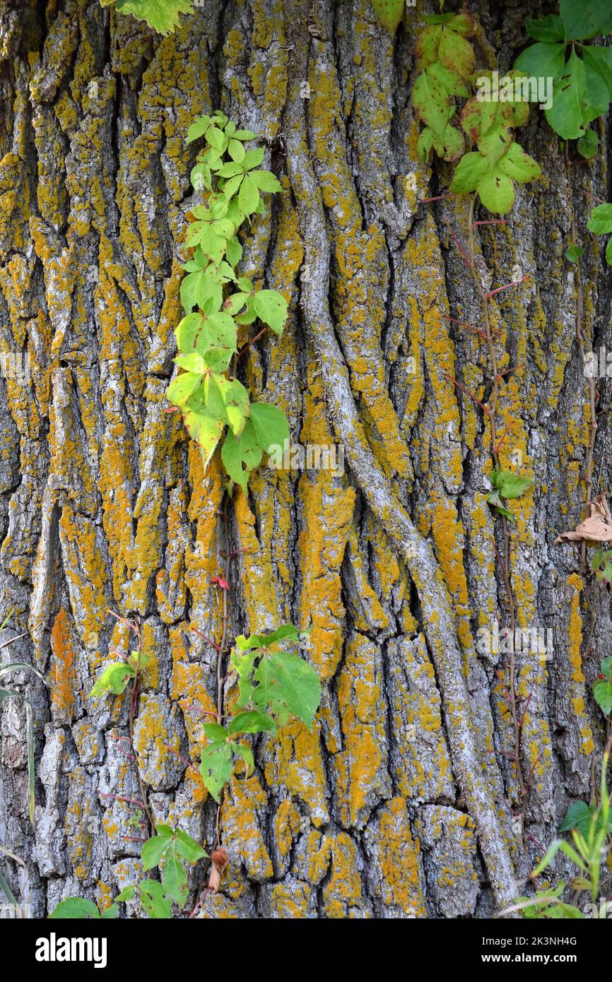 Vines and moss growing on an old oak tree Stock Photo Alamy