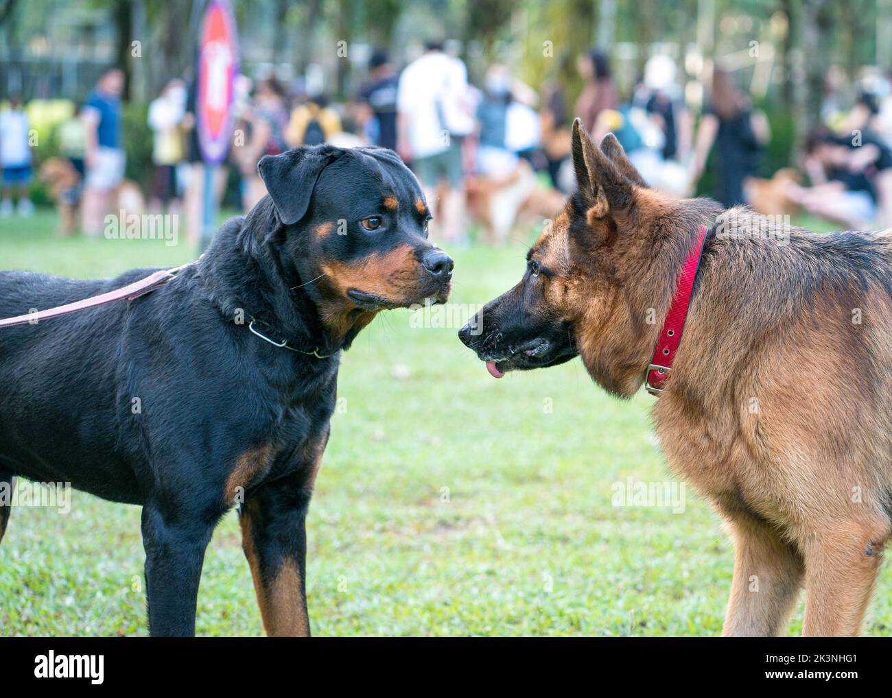 Are Rottweilers Really Aggressive