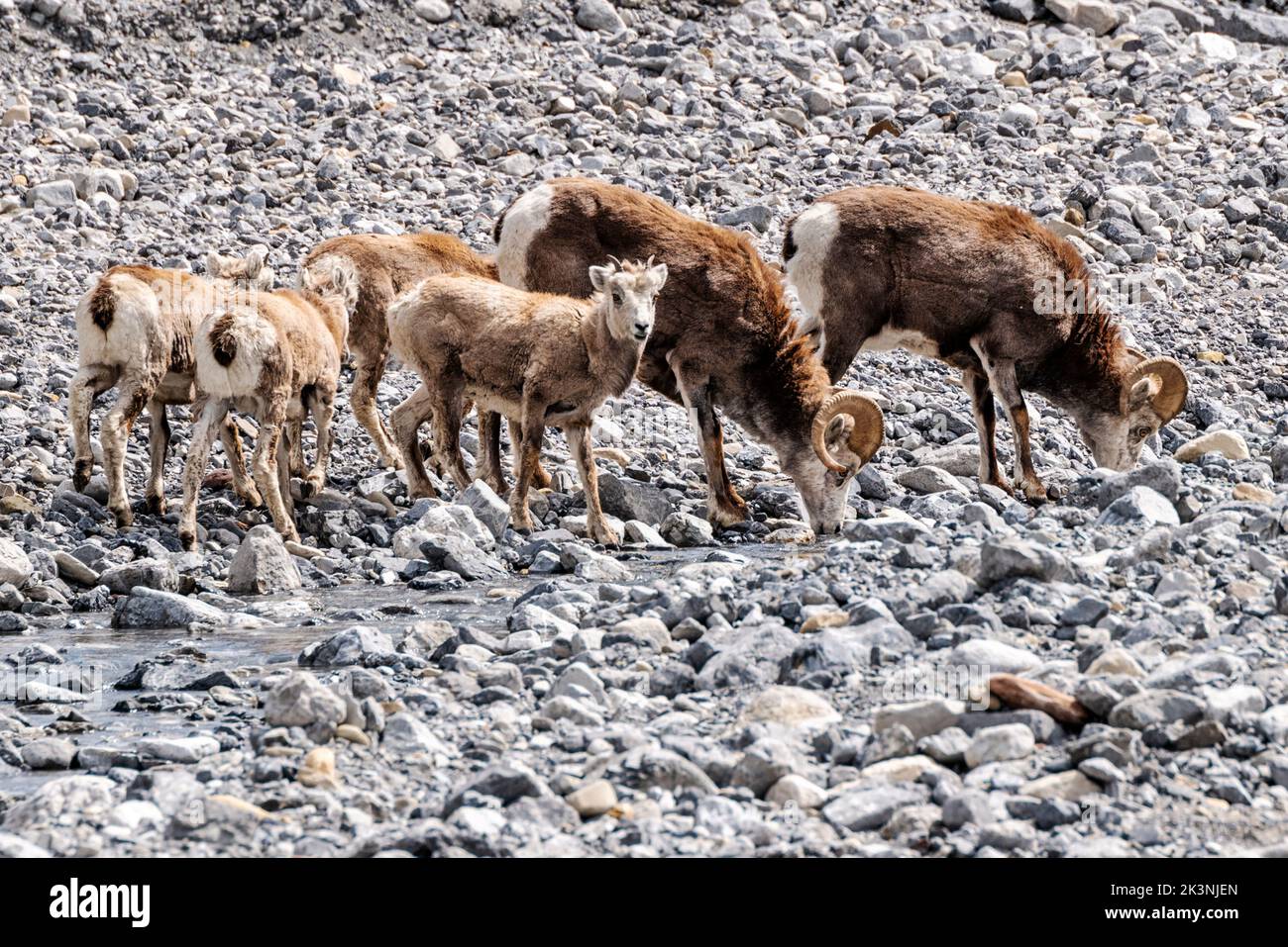 The Stone's sheep; Ovis dalli stonei; stone sheep; drinking from a stream along the Alaska Highway near Muncho Lake; British Columbia; Canada Stock Photo
