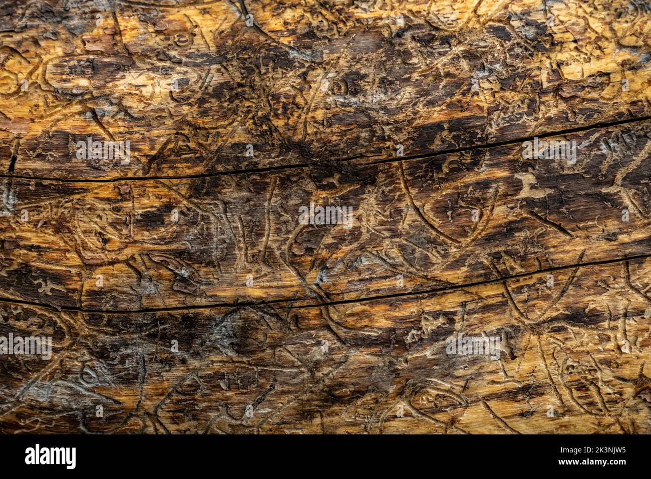 Texture of Insect Trails In Fallen Log in Yellowstone National Park Stock Photo