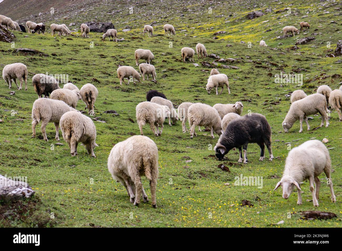 Sheep eating grass on the meadows of himalayan mountain Stock Photo - Alamy