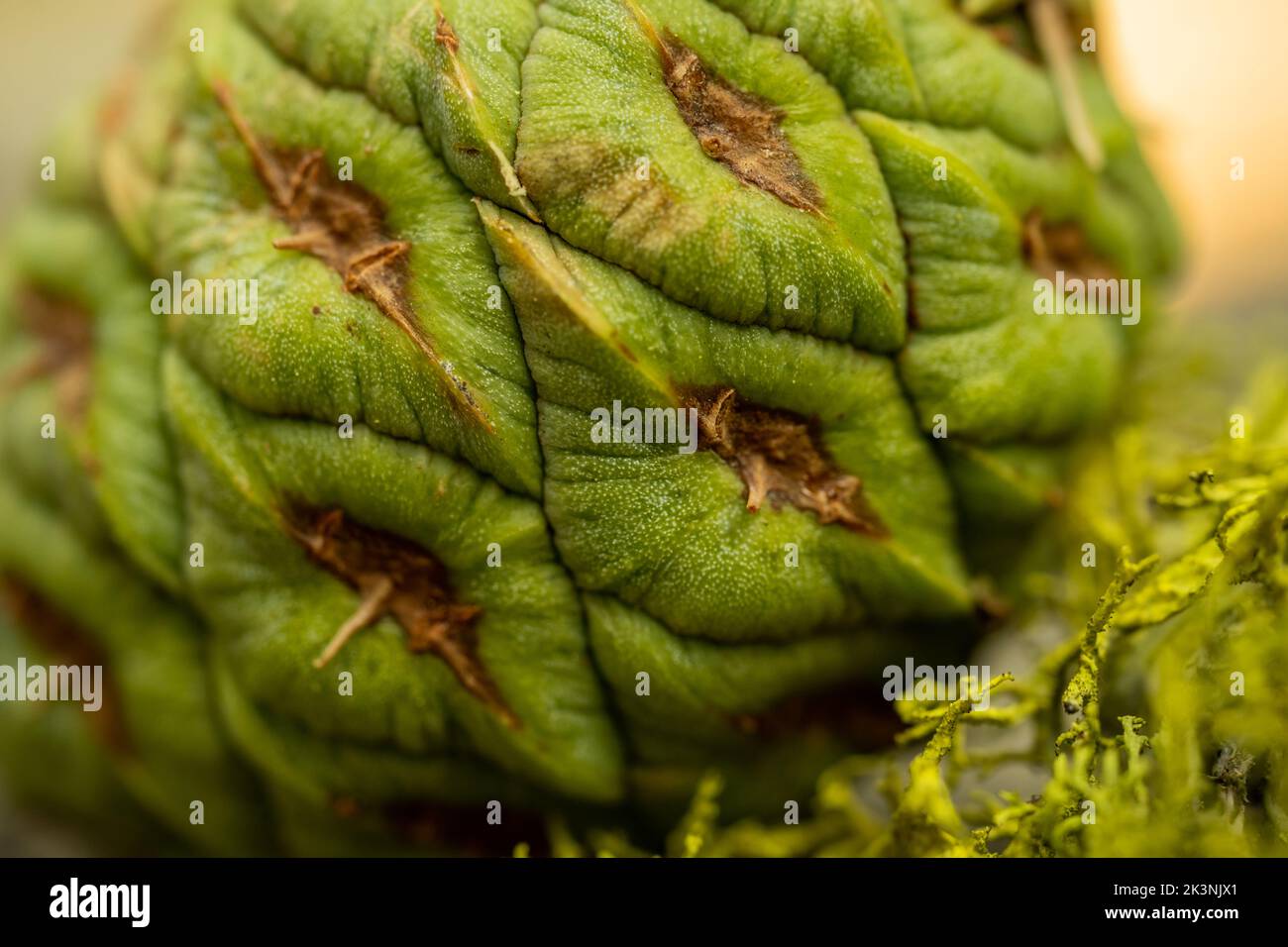 Texture of Sequoia Pine Cone and Moss on ground in Yosemite National Park Stock Photo