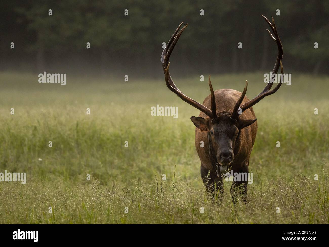 Tagged Bull Elk Pauses To Look Up While Grazing in Smokies meadow Stock Photo