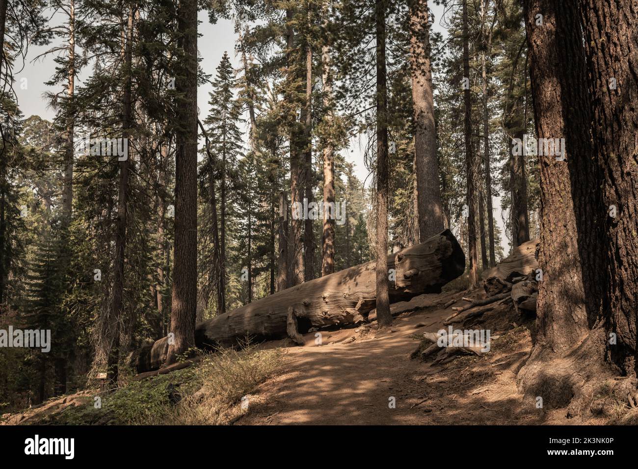 The Fallen Fire Tree Sequoia Trunk in Yosemite National Park Stock Photo