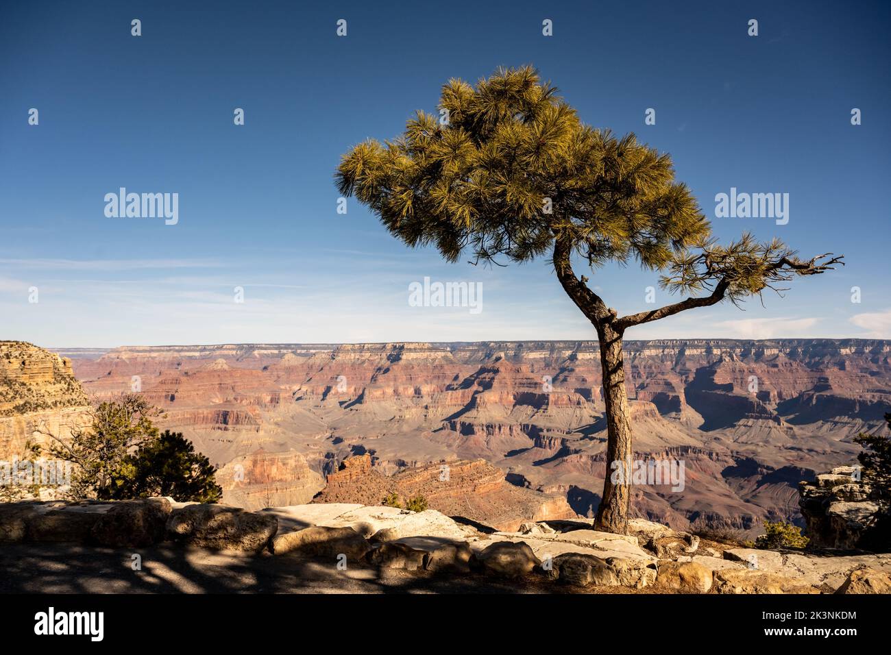 Tree Standing Like an Umbrella On The Edge Of The Grand Canyon's South Rim Stock Photo
