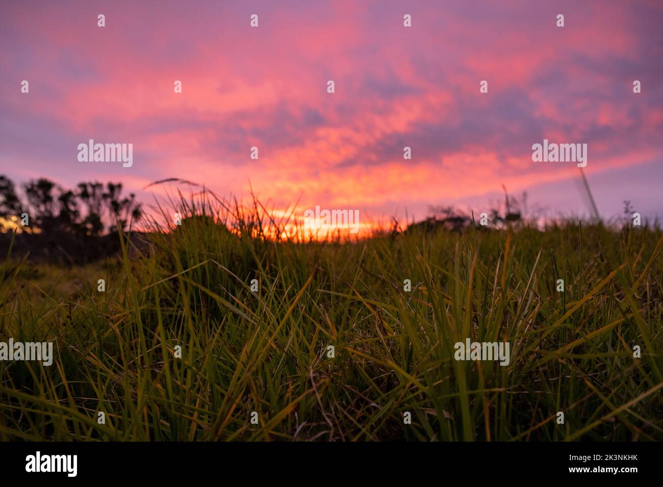 Vibrant Pink Sunset Behind Grasses Along the Big Sur Coast Stock Photo