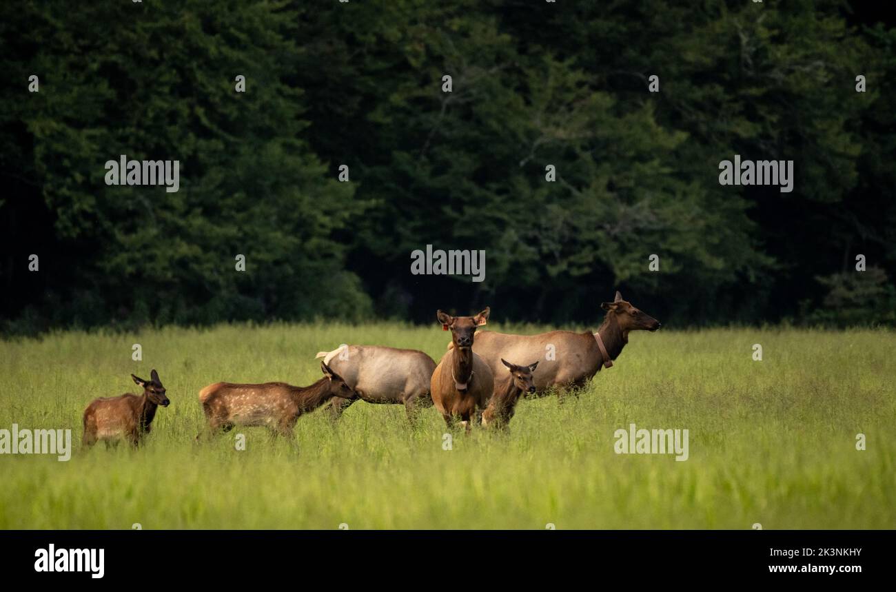 Two Tagged Cow Elk Watch Over Group of Young Elk in Cataloochee Valley Stock Photo