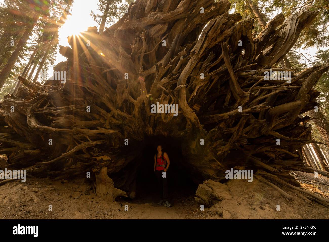Woman Stands In The Cavernous Roots of a Sequoia Tree root system Stock Photo