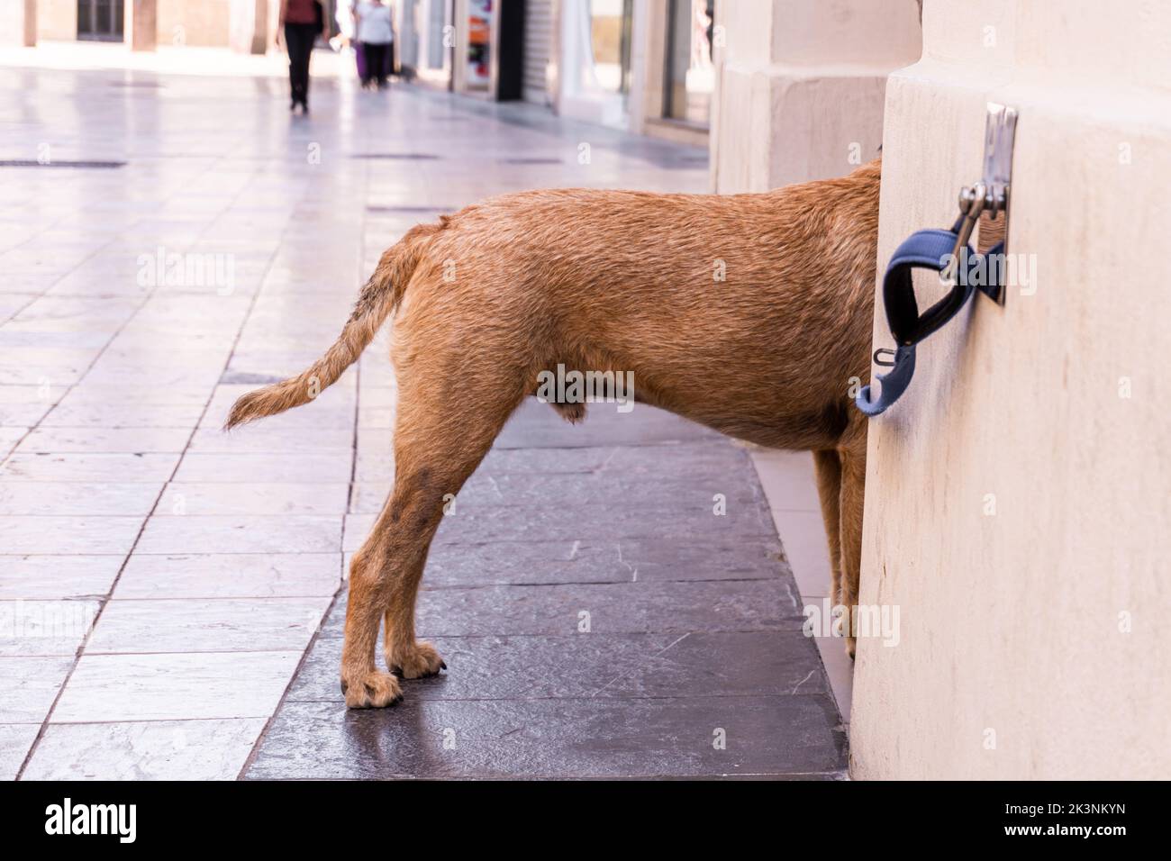 The body of an Irish Terrier dog standing behind a wall on tiled floor Stock Photo