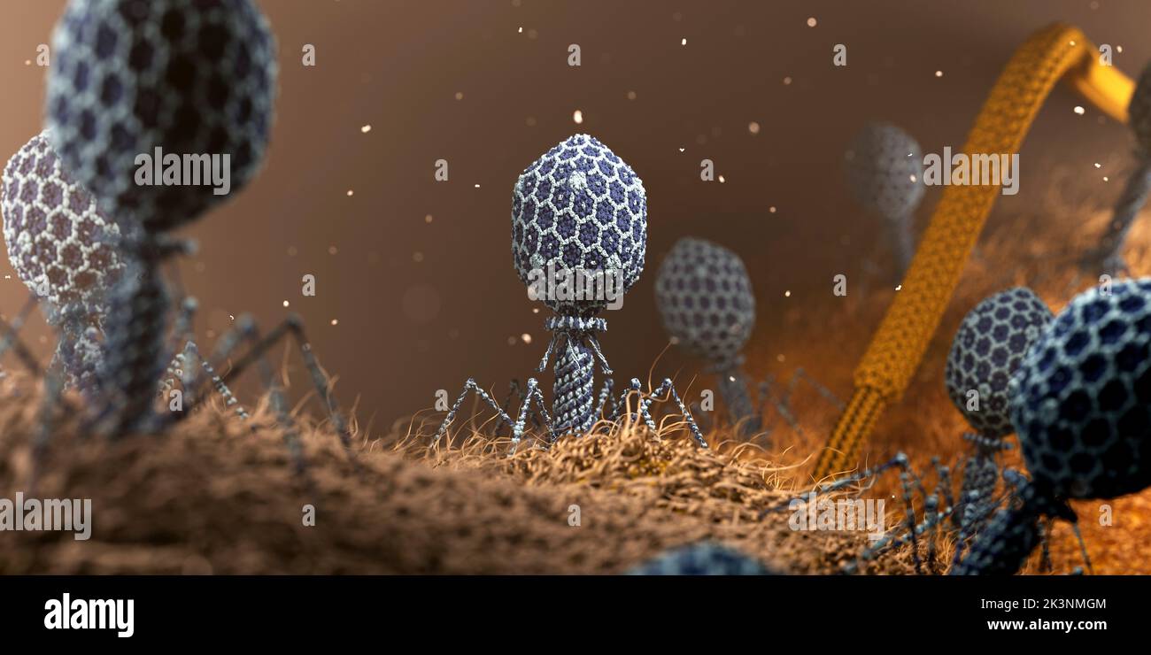 Phage on bacterium, illustration Stock Photo - Alamy