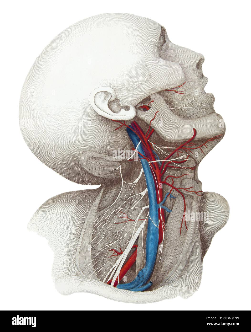 Neck anatomy, illustration Stock Photo - Alamy