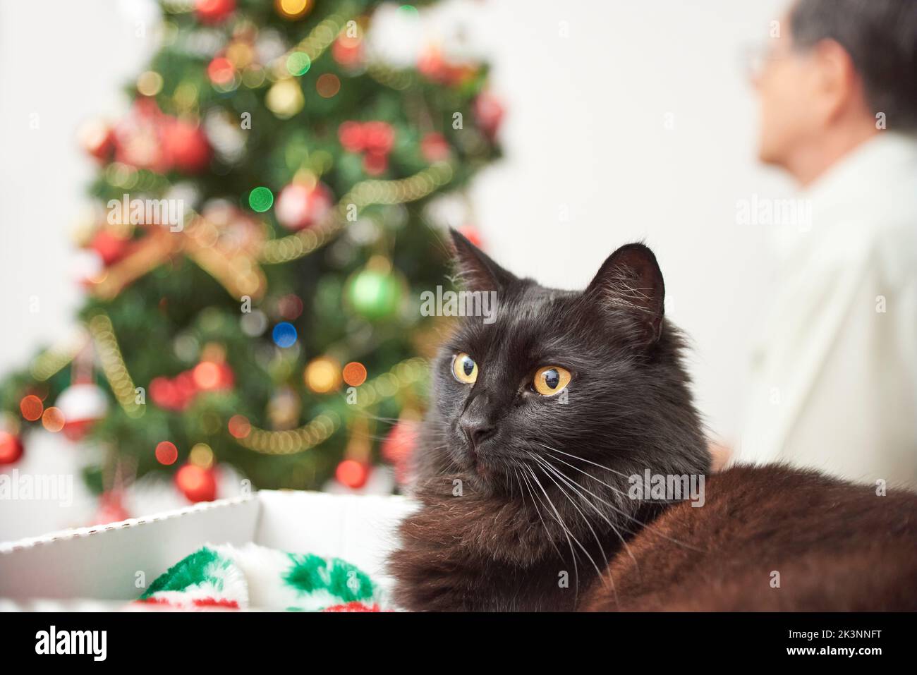 Tranquil black cat resting in a box while his family decorates the Christmas tree in the background. Bright seasonal image with copy space. Stock Photo