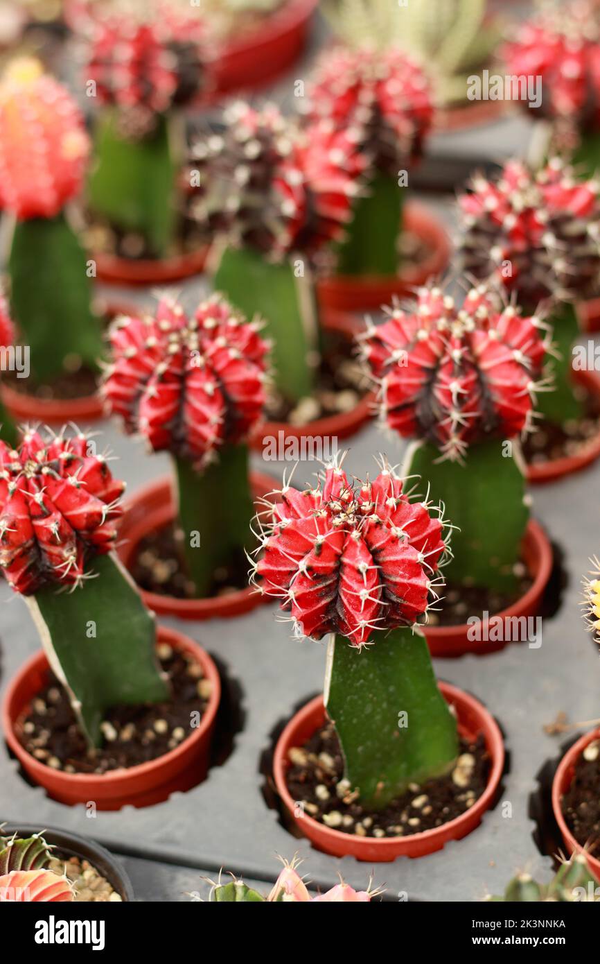 Cactus trend hi-res stock photography and images - Page 3 - Alamy