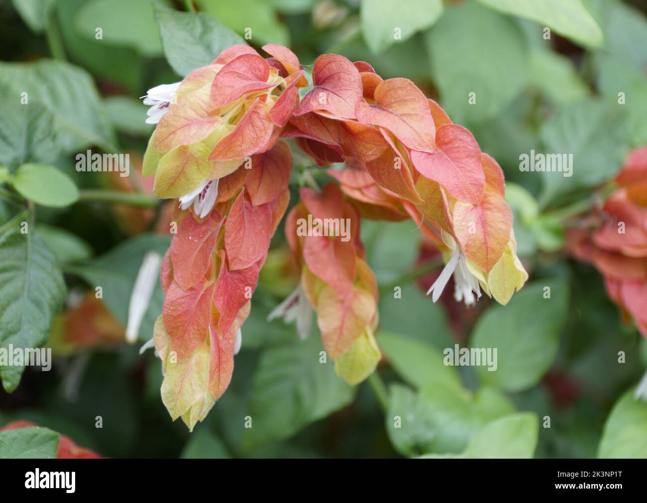 The unique shape and red flower of Shrimp plant with flowers that attracts hummingbirds Stock Photo