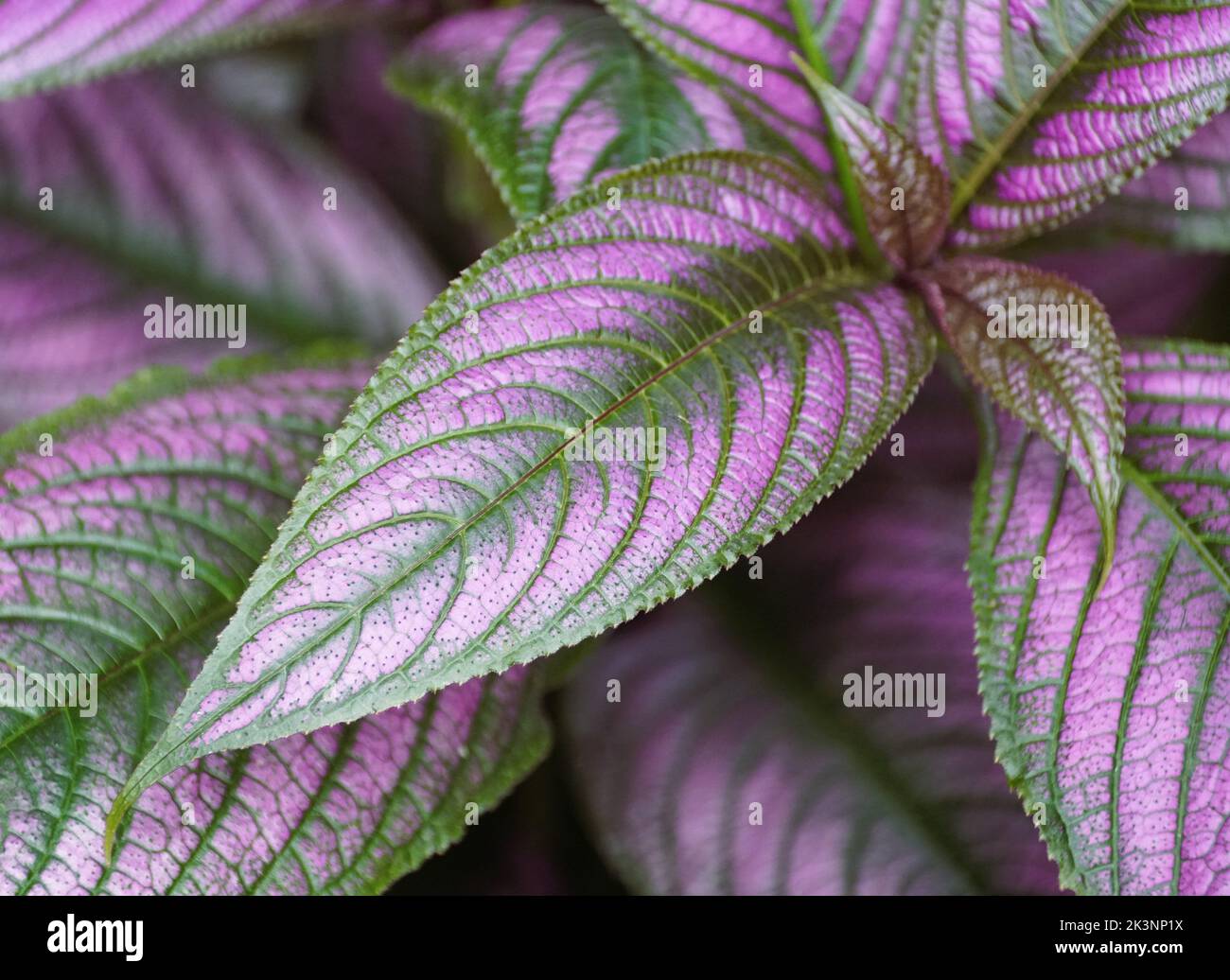 Close up of Persian Shield plant with purple leaf Stock Photo