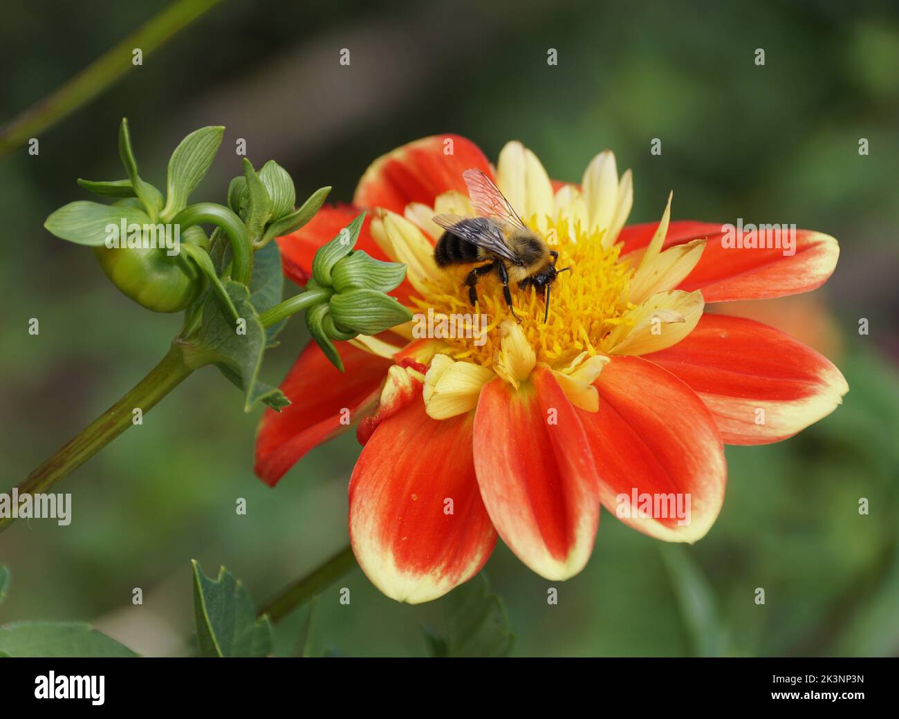 Close up of a bee pollinating a red and yellow Dahlia flower Stock Photo
