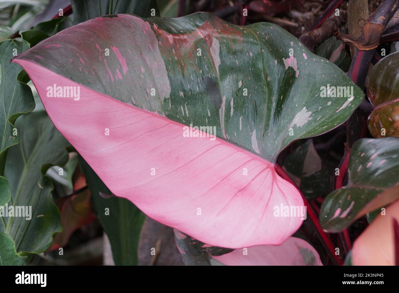 Beautiful pink and dark green half moon leaf of Philodendron Pink Princess, a rare tropical plant Stock Photo