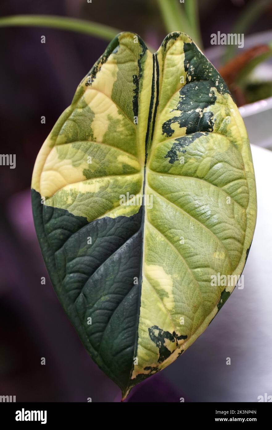 Stunning dark green and yellow marbled variegated leaf of Alocasia Dragon Scale variegated, a rare tropical plant Stock Photo