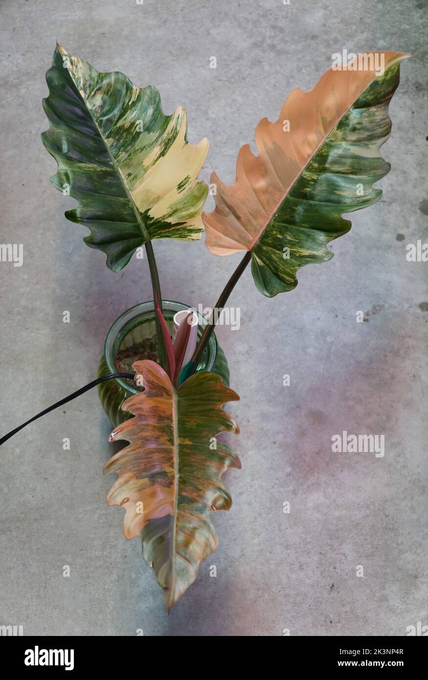 Beautiful variegated leaves of Philodendron Caramel Marble, a popular  tropical plant Stock Photo - Alamy