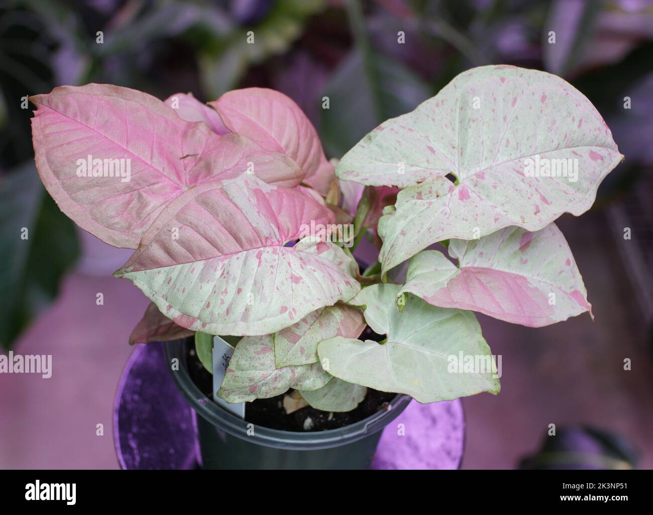 Beautiful variegated leaves of Syngonium Milk Confetti, a rare tropical plant Stock Photo