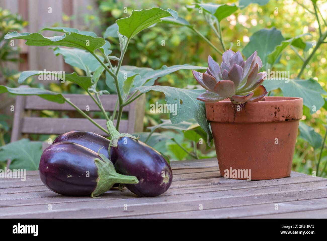 Three eggplants grown in an urban backyard vegetable garden Stock Photo