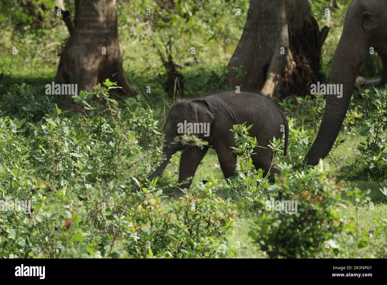 Sri lankan Elephants in Kalawewa National Park, Sri Lanka Stock Photo
