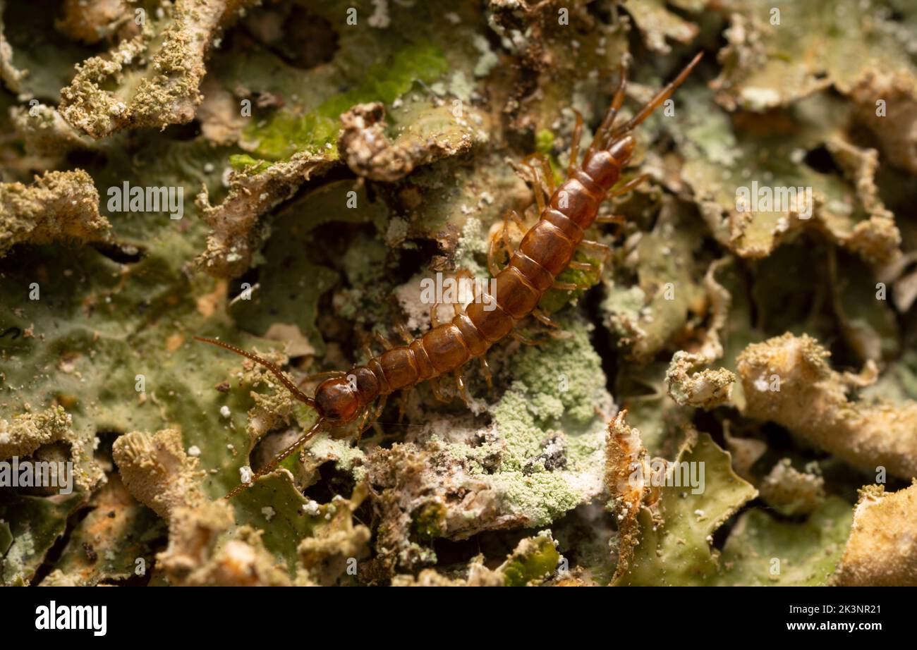 Lithobiidae centipede on lichen Stock Photo